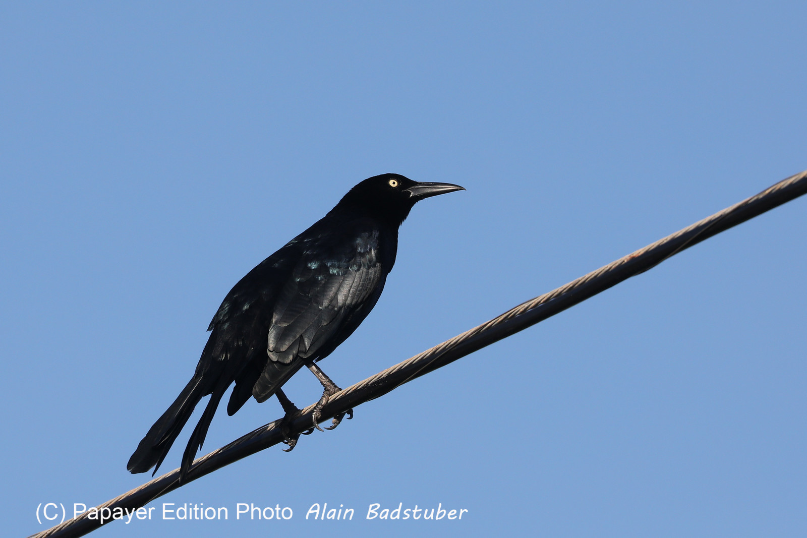 Hopkins, Octobre-Novembre 2021