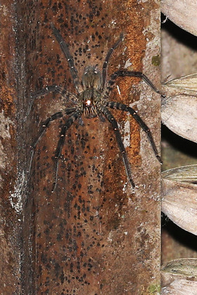 Quatre jours de terrain à Punta Gorda