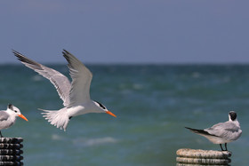 Deuxième séjour à Sarteneja, Bélize, Novembre - Décembre 2021