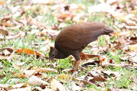 Oiseaux à Cape Tribulation