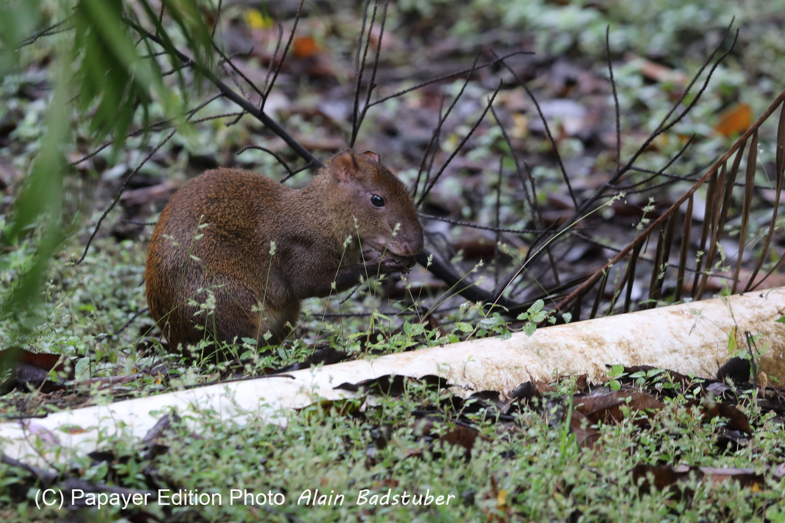 Parque Natural Metropolitano
