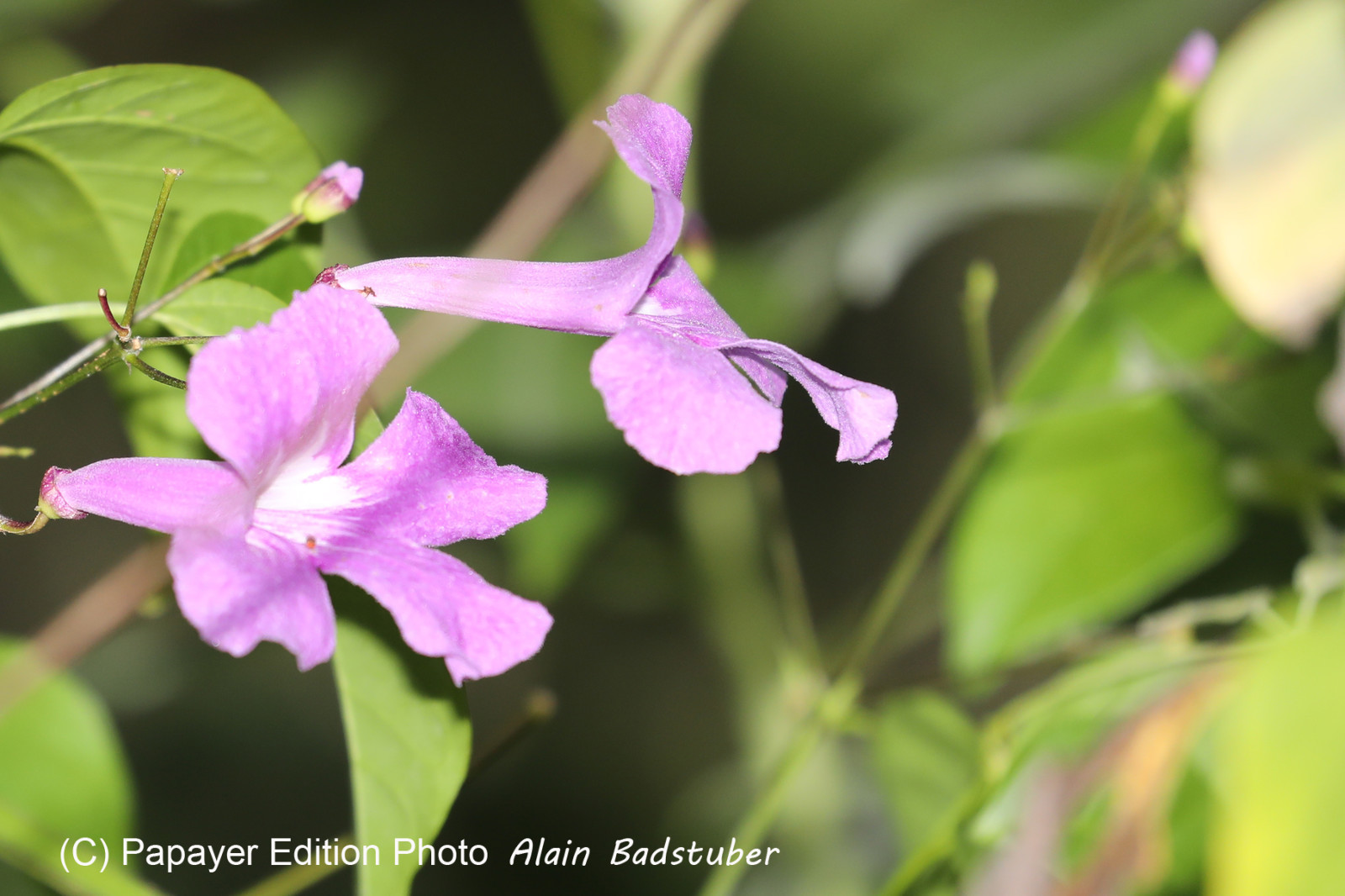 Deuxième séjour à Sarteneja, Bélize, Novembre - Décembre 2021
