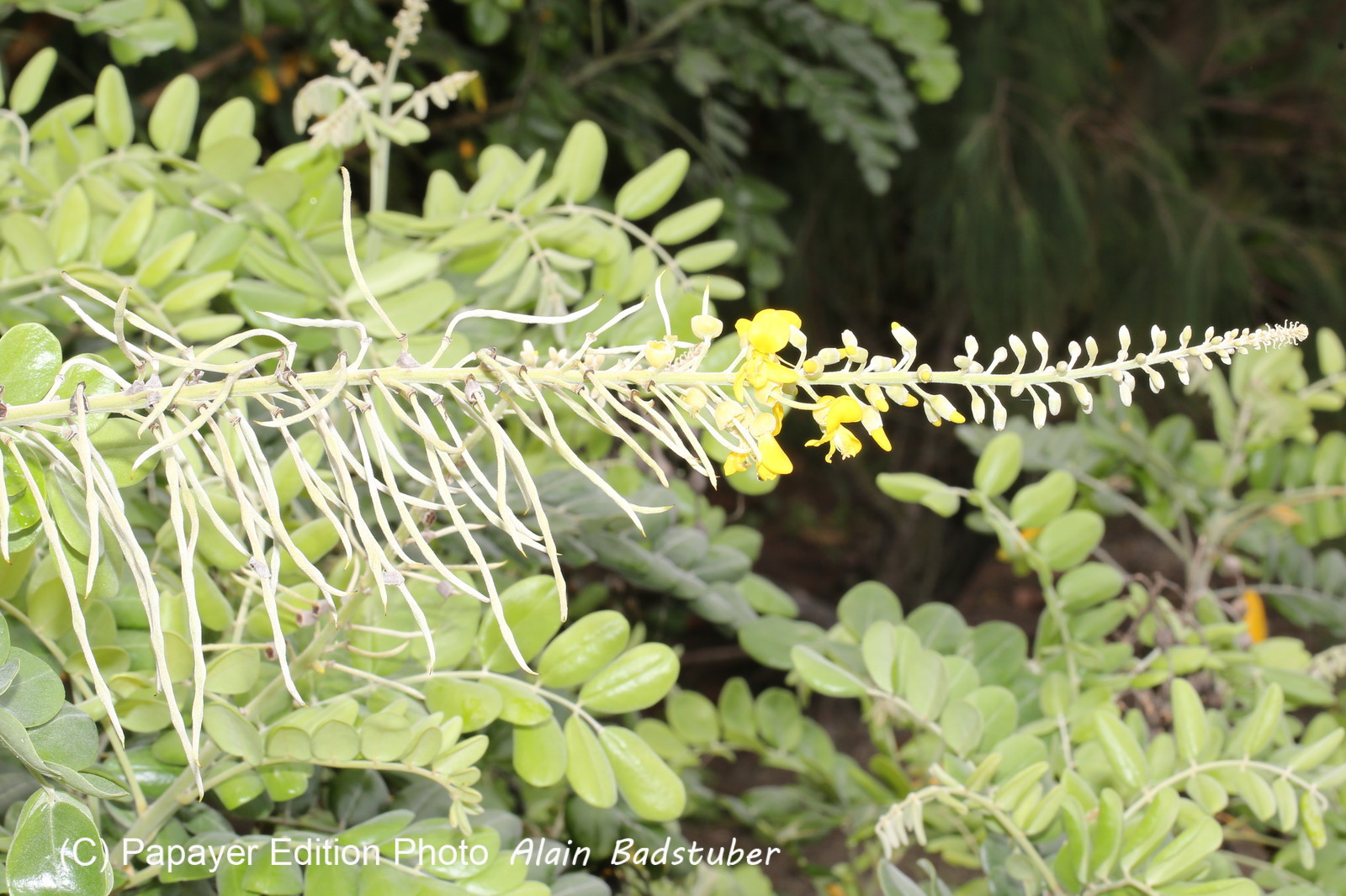 L'Australie à Cow Bay et Cape Tribulation en 2017