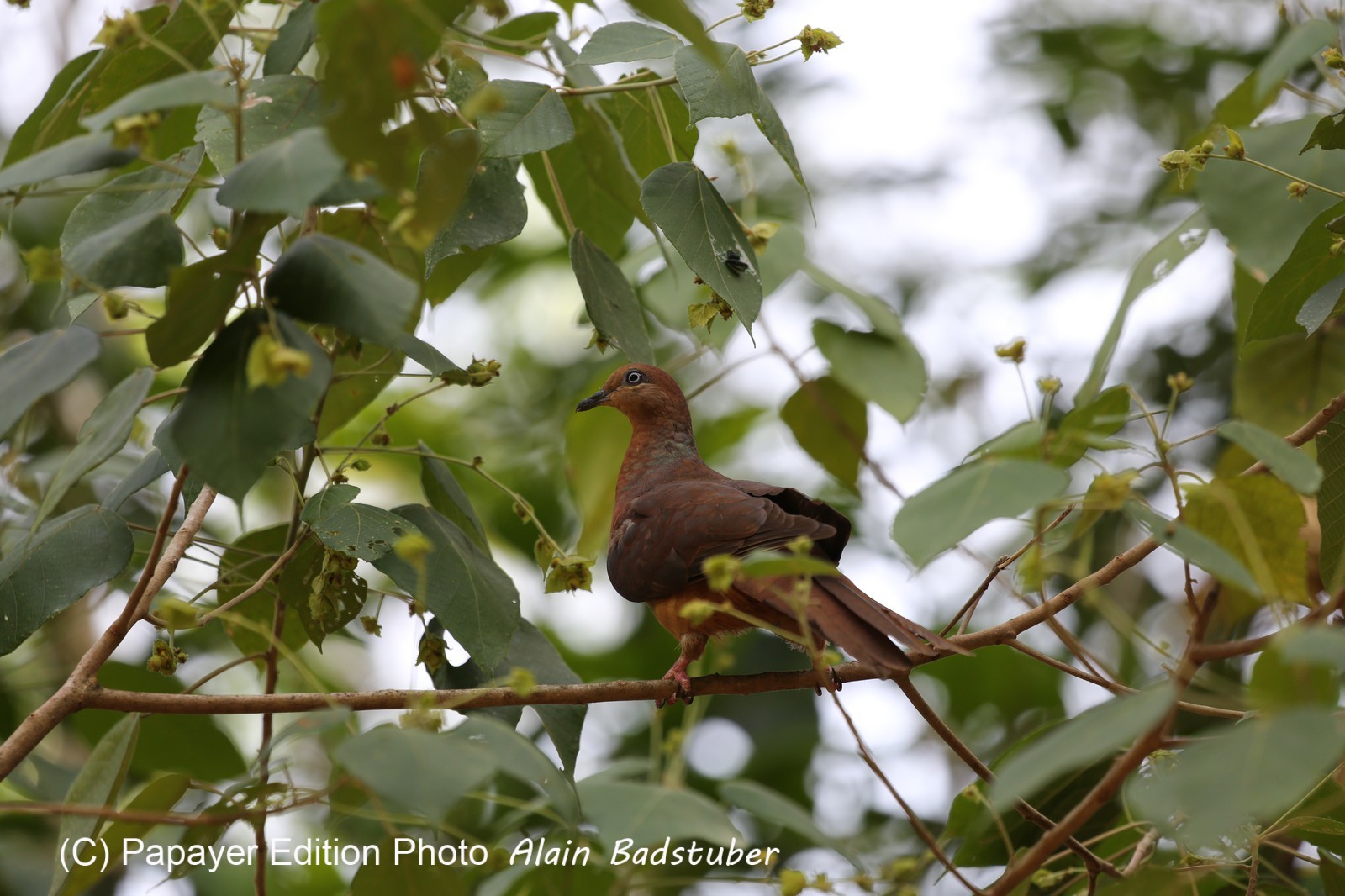 Oiseaux à Cape Tribulation