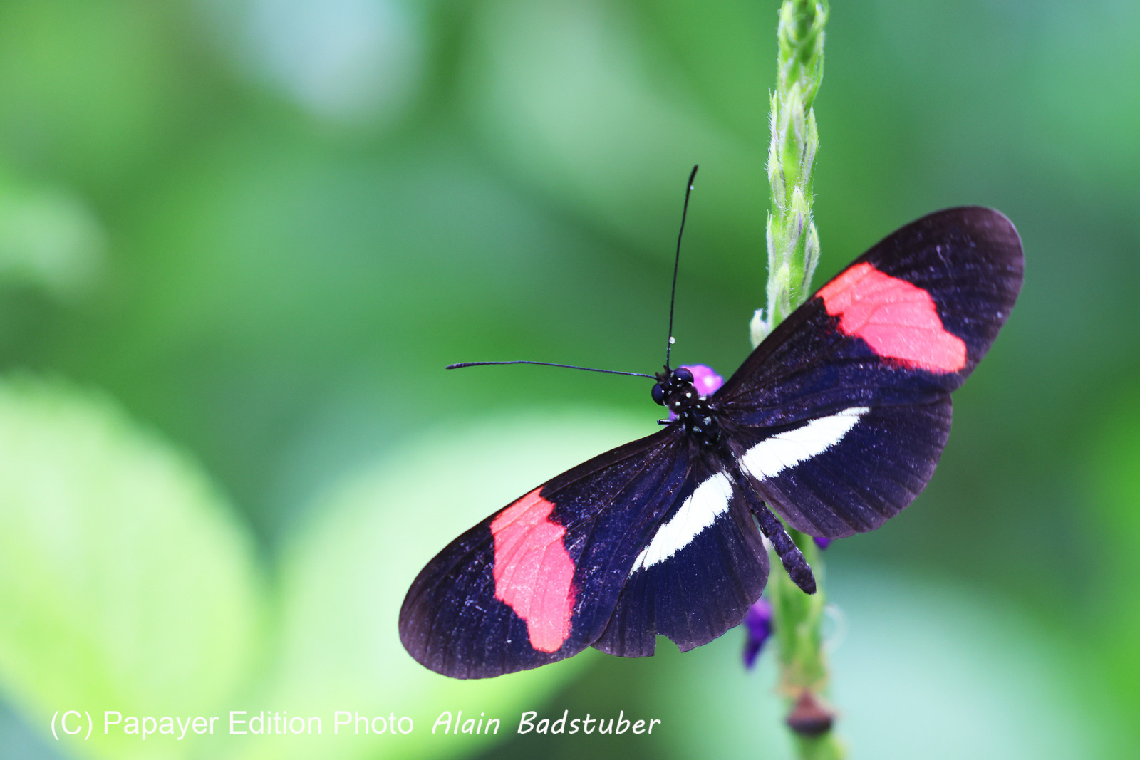 Punta Culebra Nature Center