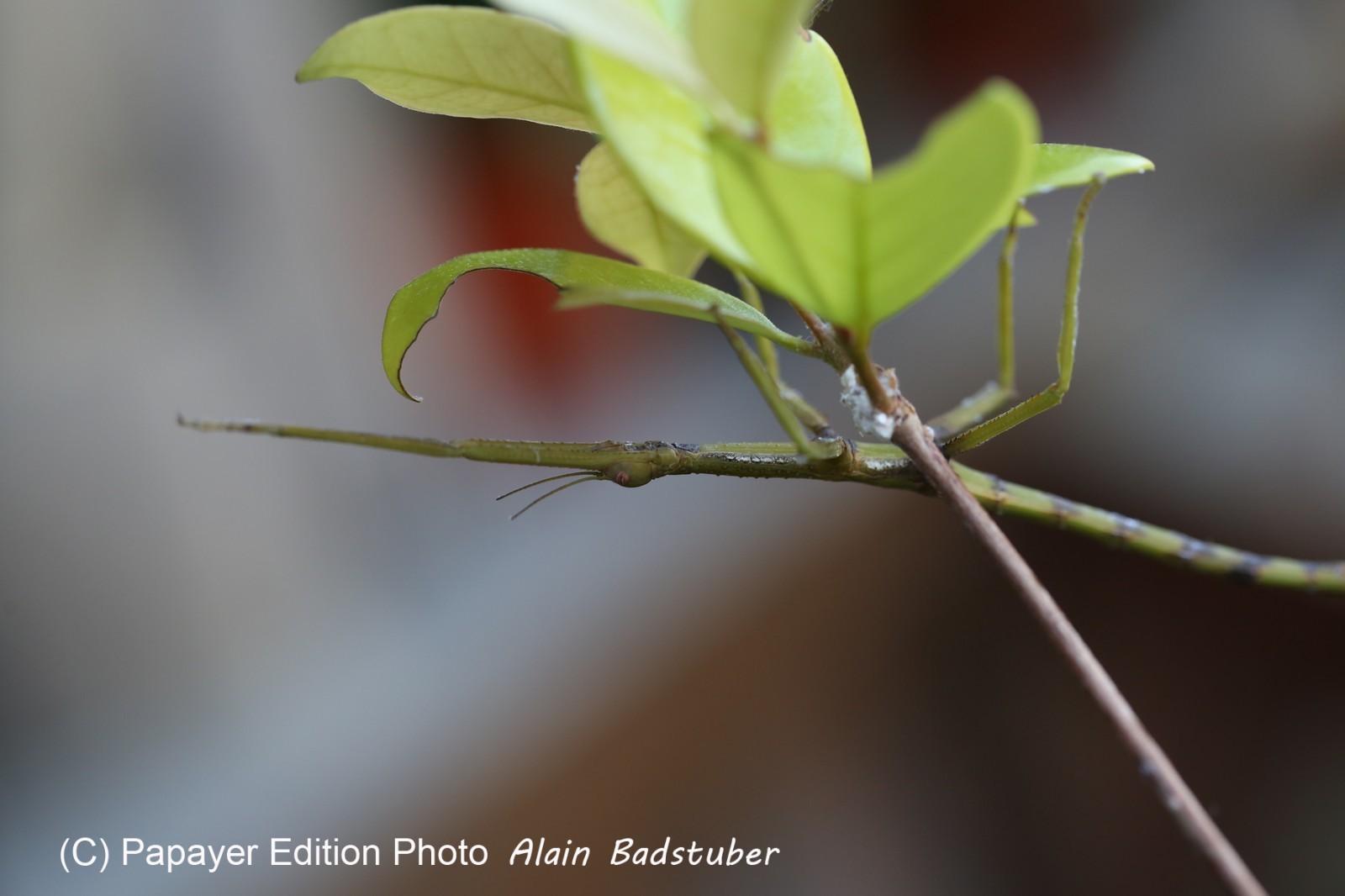 Phasmes à Cape Tribulation