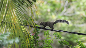 Premier séjour à Crooked Tree , au Bélize en octobre 2021