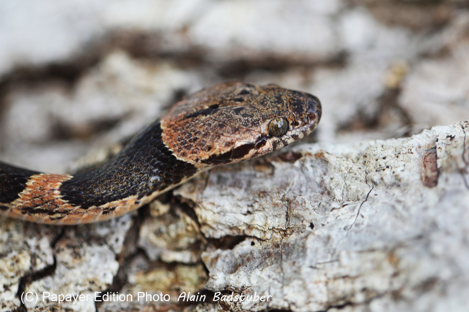 Serpents du Belize, Cat eyed snake, Leptodeira frenata