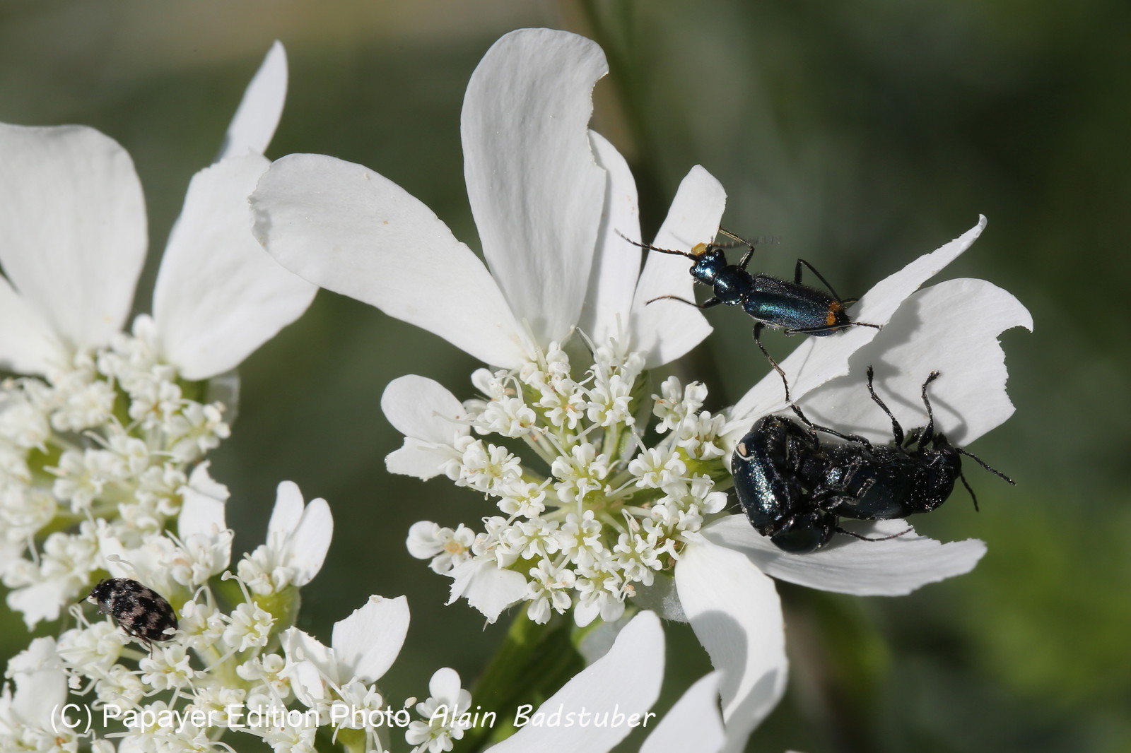 Ballade aux Follatères en mai 2018