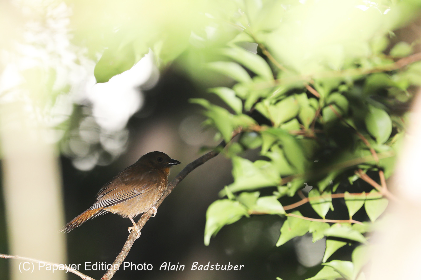 Deuxième séjour à Sarteneja, Bélize, Novembre - Décembre 2021