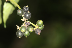 Quatre jours de terrain à Punta Gorda