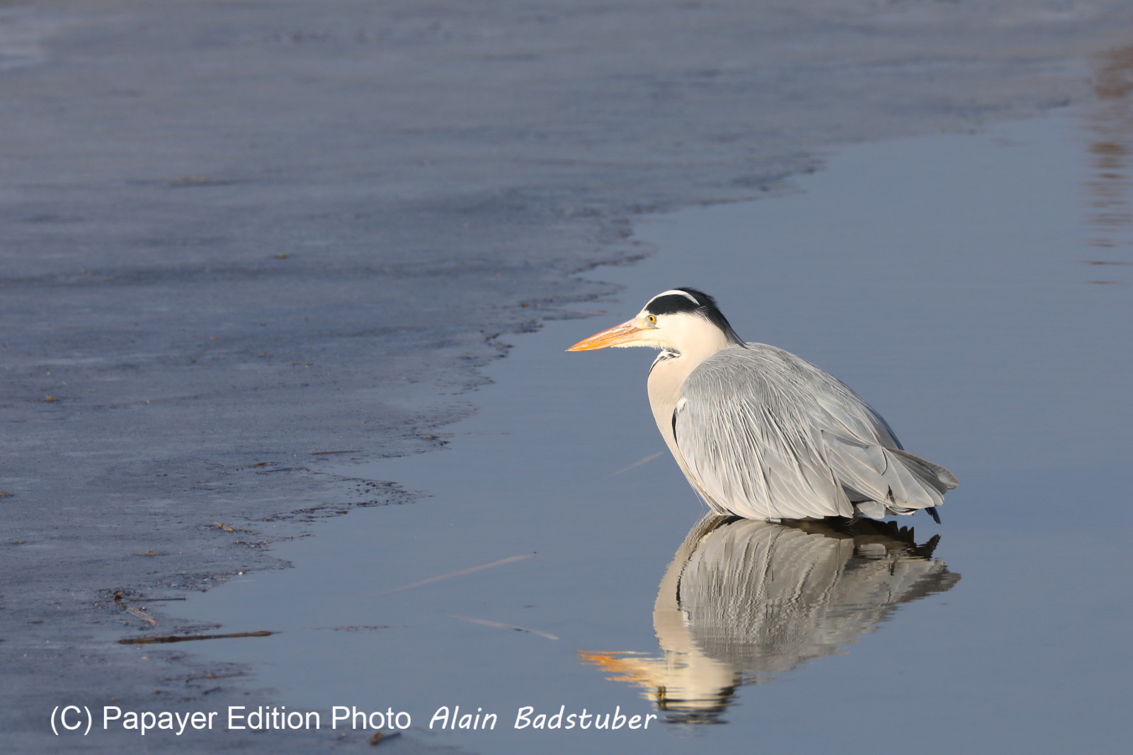 Faune et Flore de Suisse, 2022, Champs-Pittet, Heron cendré