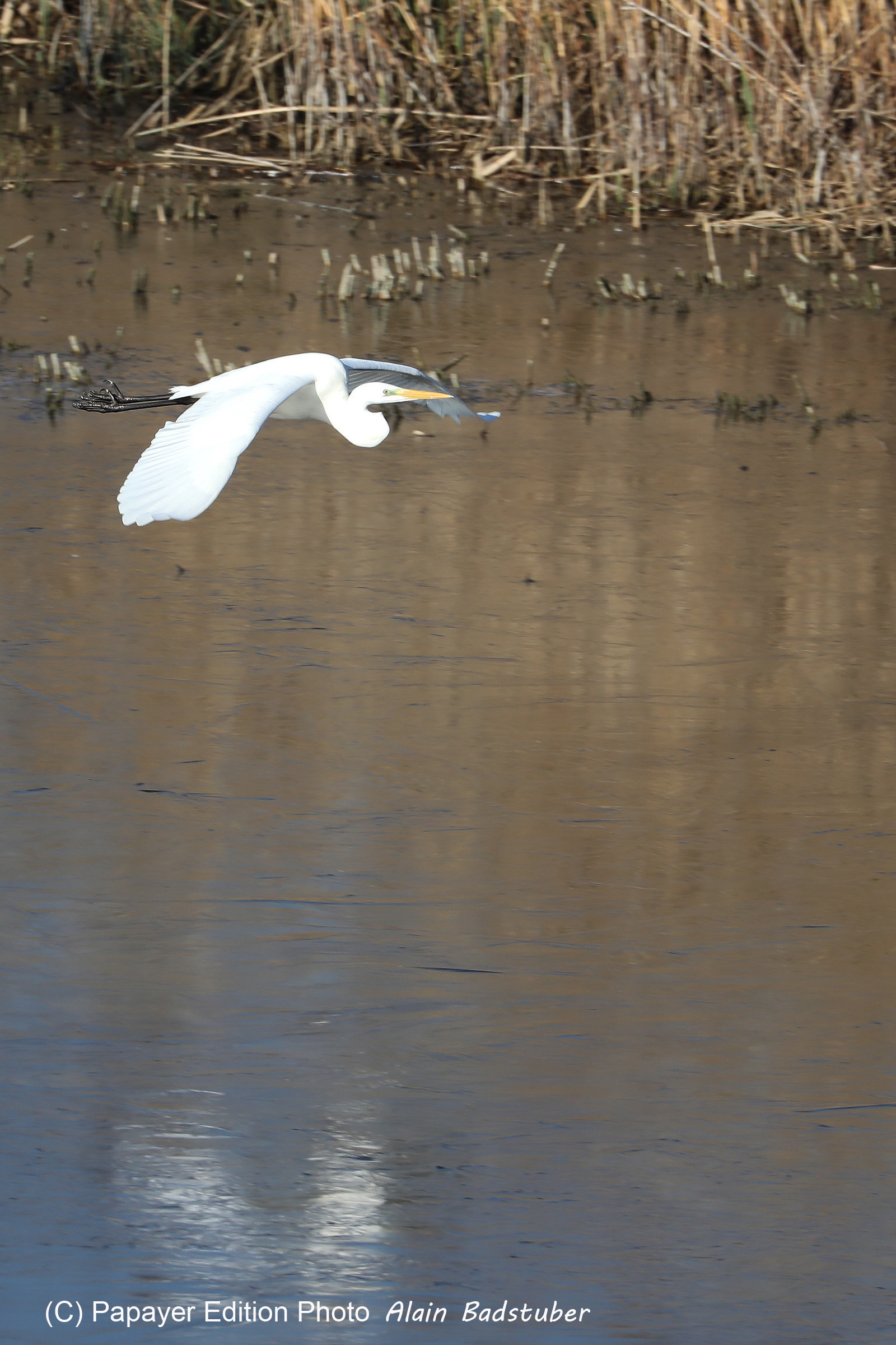 Faune et Flore de Suisse, 2022