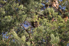 Faune et Flore de Suisse, 2022