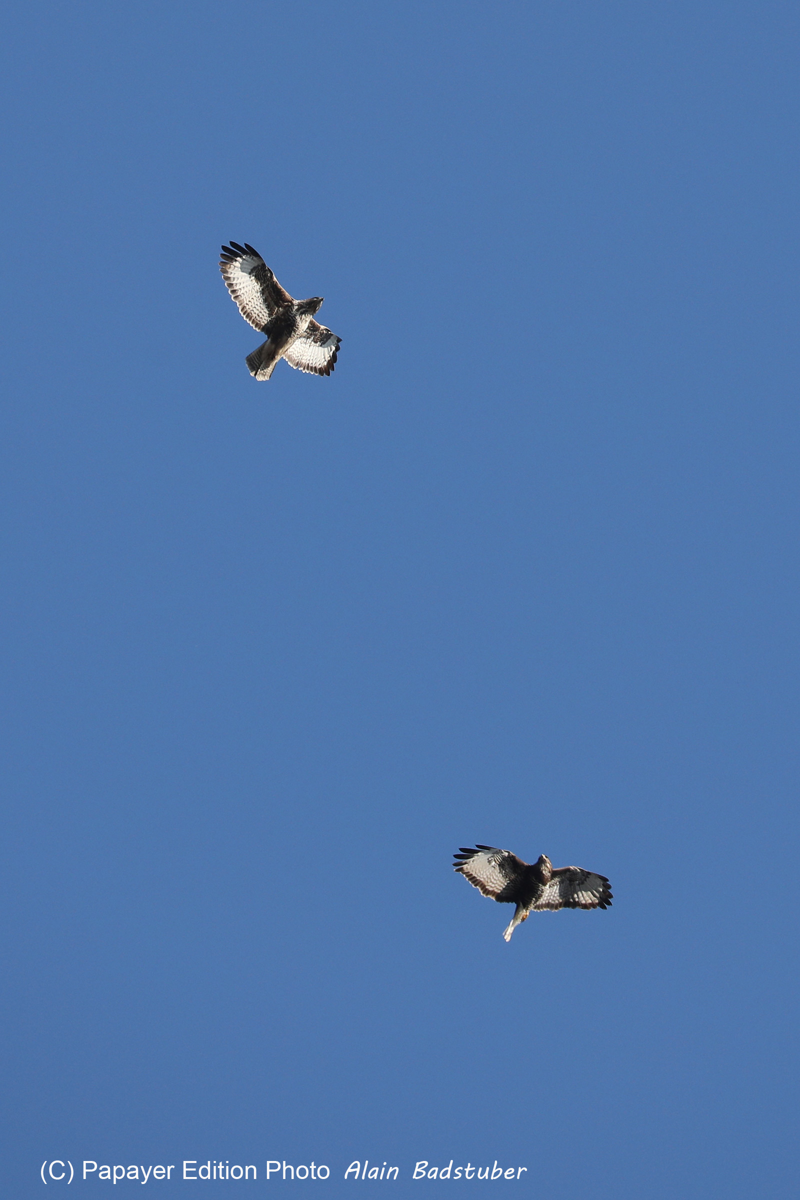 Faune et Flore de Suisse, 2022