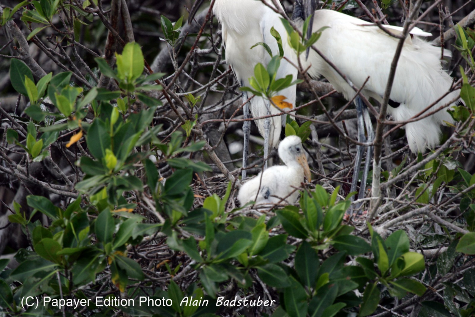 Images_Belize_2011_112