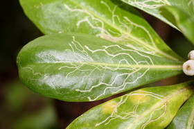 L'Australie à Cow Bay et Cape Tribulation en 2017