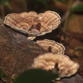 Quatre jours de terrain à Punta Gorda