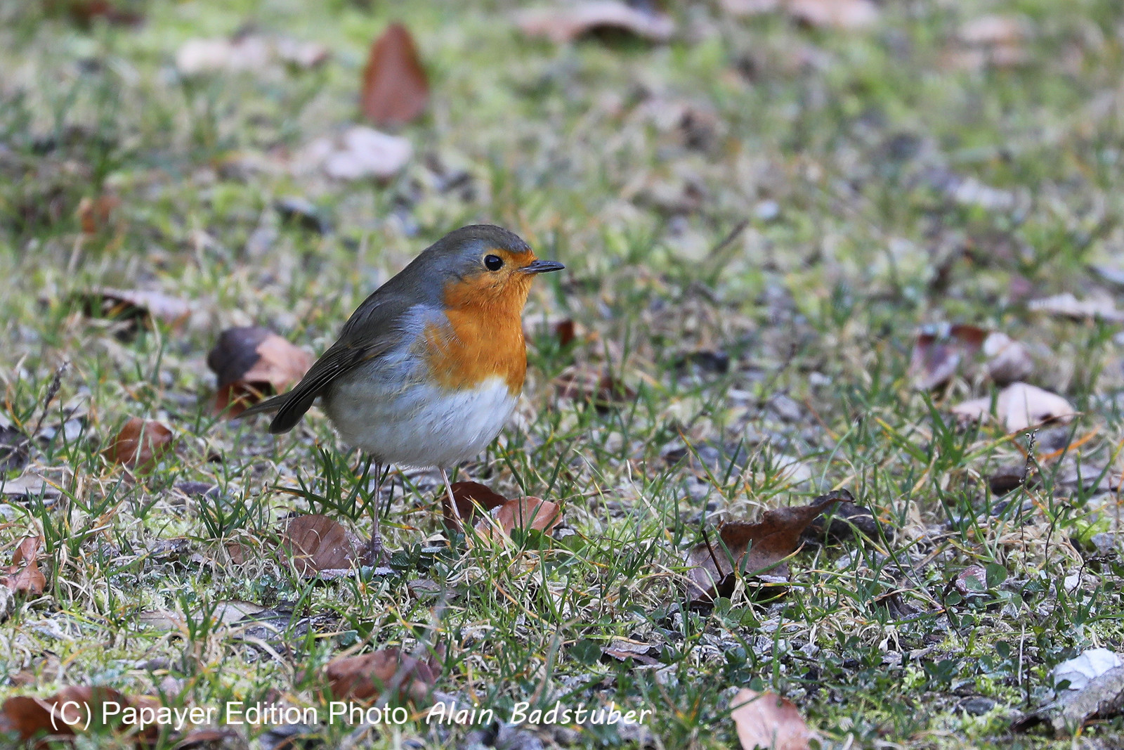 Faune et Flore de Suisse, 2022
