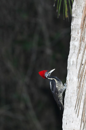 Deuxième séjour à Sarteneja, Bélize, Novembre - Décembre 2021