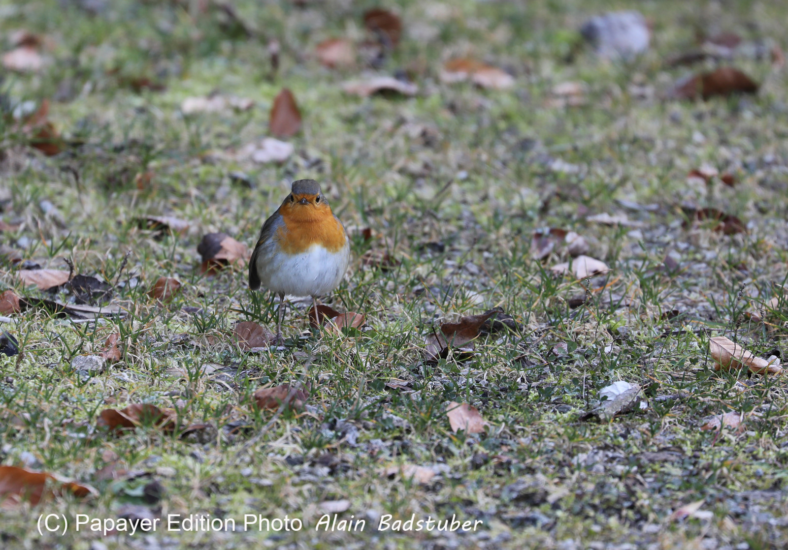 Faune et Flore de Suisse, 2022