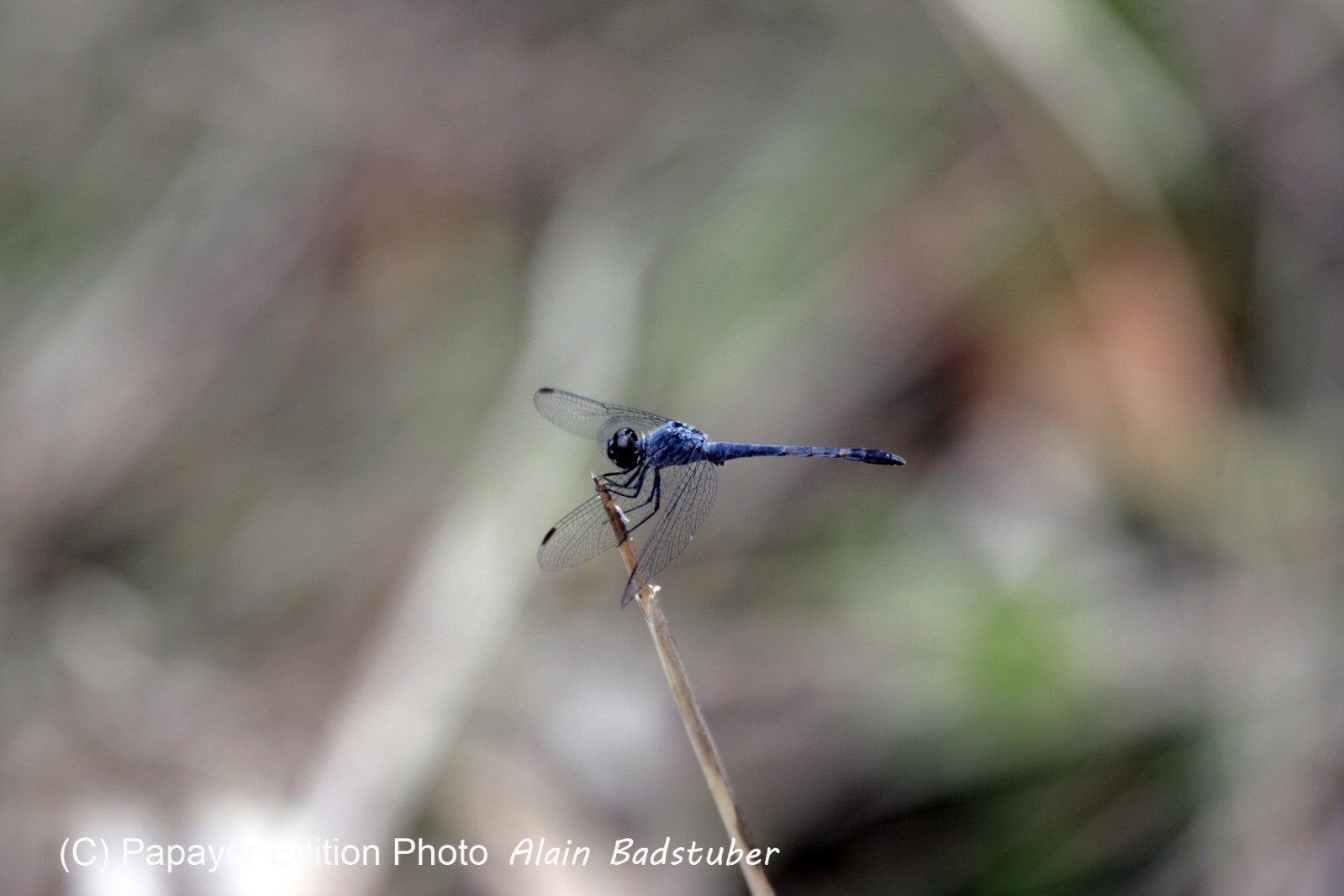 Images_Belize_2011_174