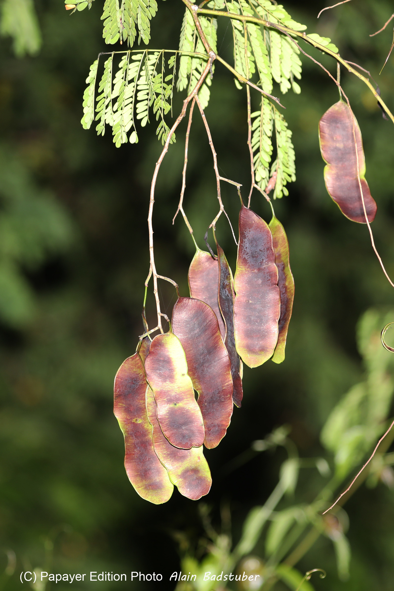 Végétaux et Champignons