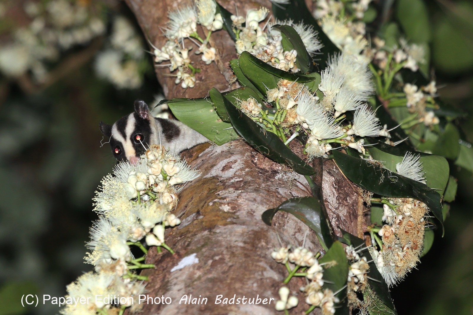 Mammifères à Cape Tribulation