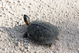 Images_Belize_2011_082