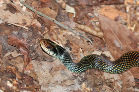 Serpents du Belize, Speckled racer, Drymobius margariferus
