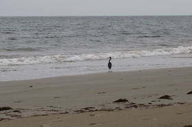 L'Australie à Cow Bay et Cape Tribulation en 2017