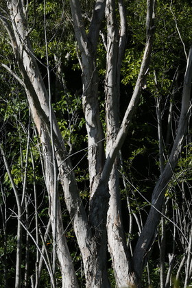 L'Australie à Cow Bay et Cape Tribulation en 2017