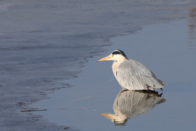 Faune et Flore de Suisse, 2022, Champs-Pittet, Heron cendré