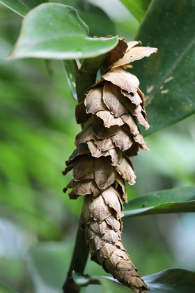 Quatre jours de terrain à Punta Gorda