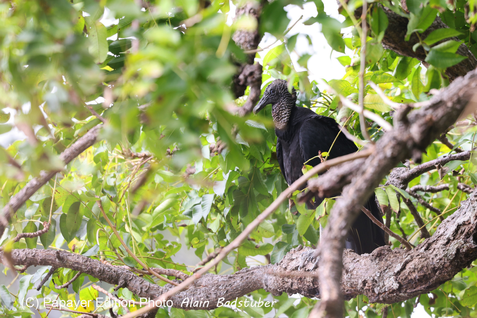 Punta Culebra Nature Center
