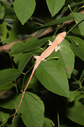 Deuxième séjour à Sarteneja, Bélize, Novembre - Décembre 2021