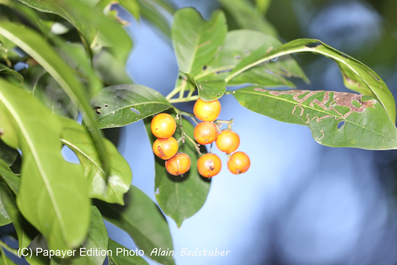 Quatre jours de terrain à Punta Gorda