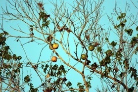 Images_Belize_2011_317