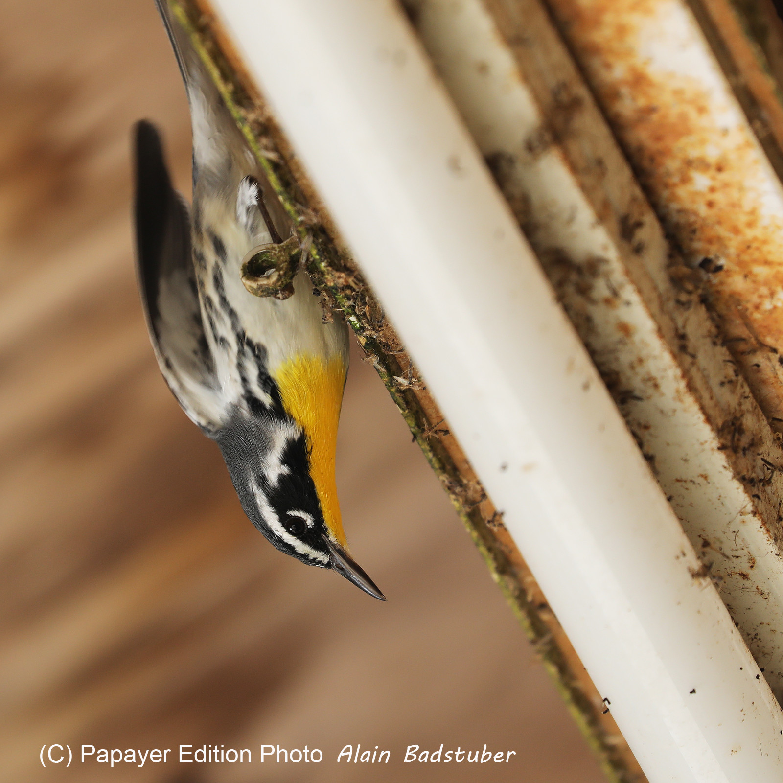 Hopkins, Octobre-Novembre 2021