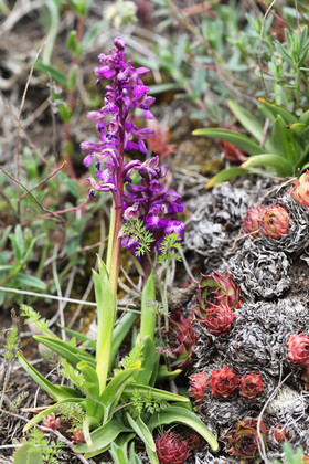 Orchis bouffon (Orchis morio)