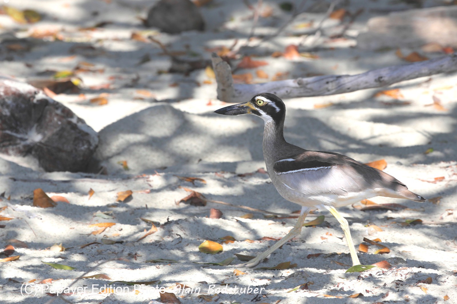 Oiseaux à Cape Tribulation