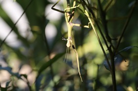Phasmes à Cape Tribulation