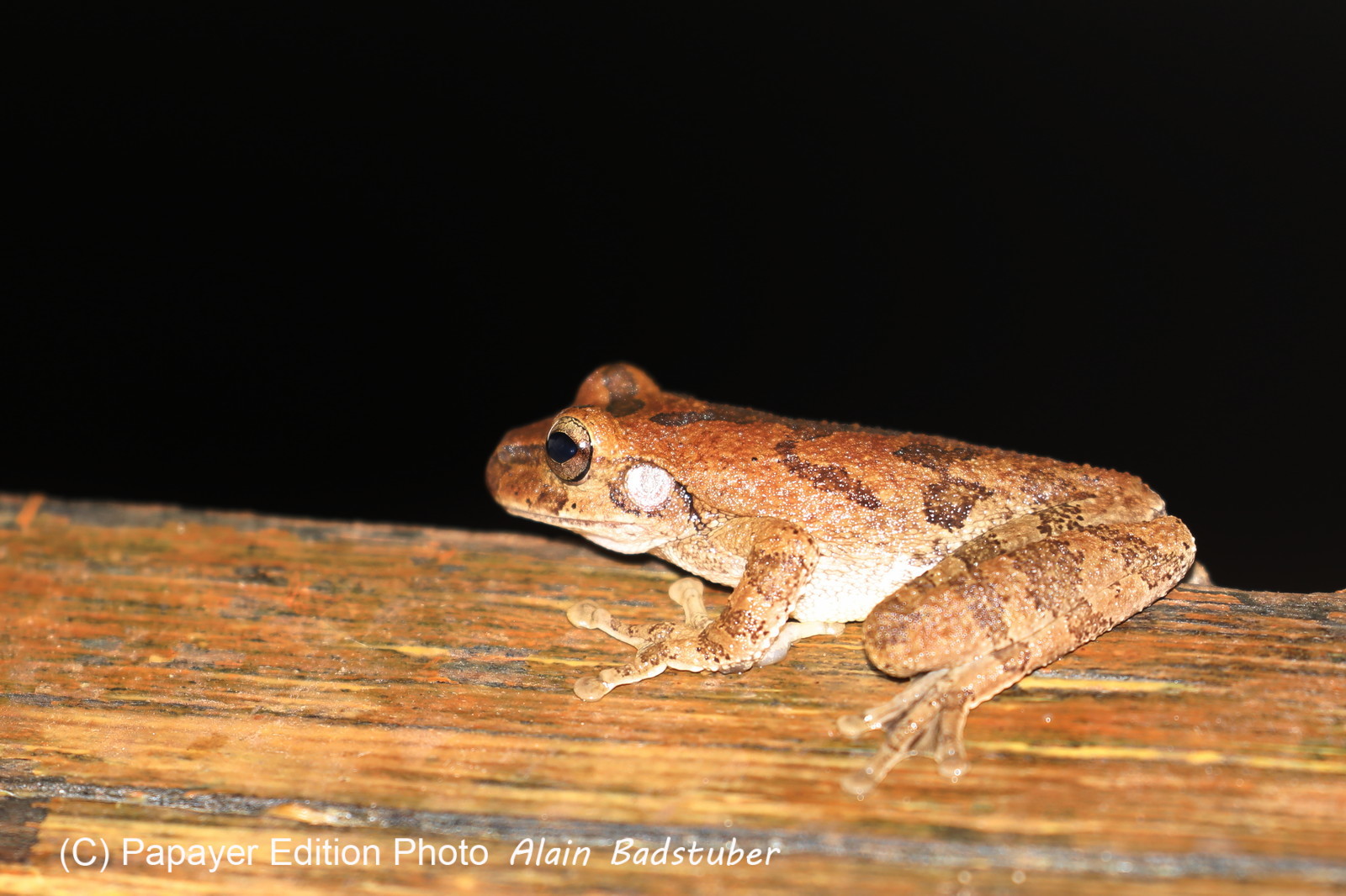 Hickatee Cottages, 4 jours de photo
