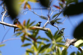 Oiseaux à Cape Tribulation