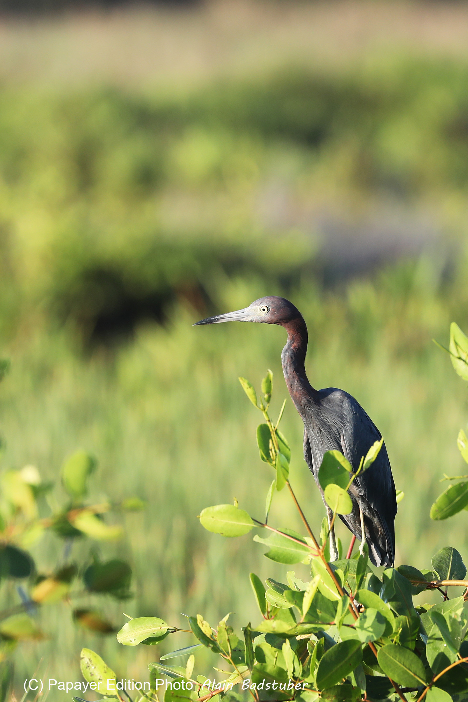 Hopkins, Octobre-Novembre 2021