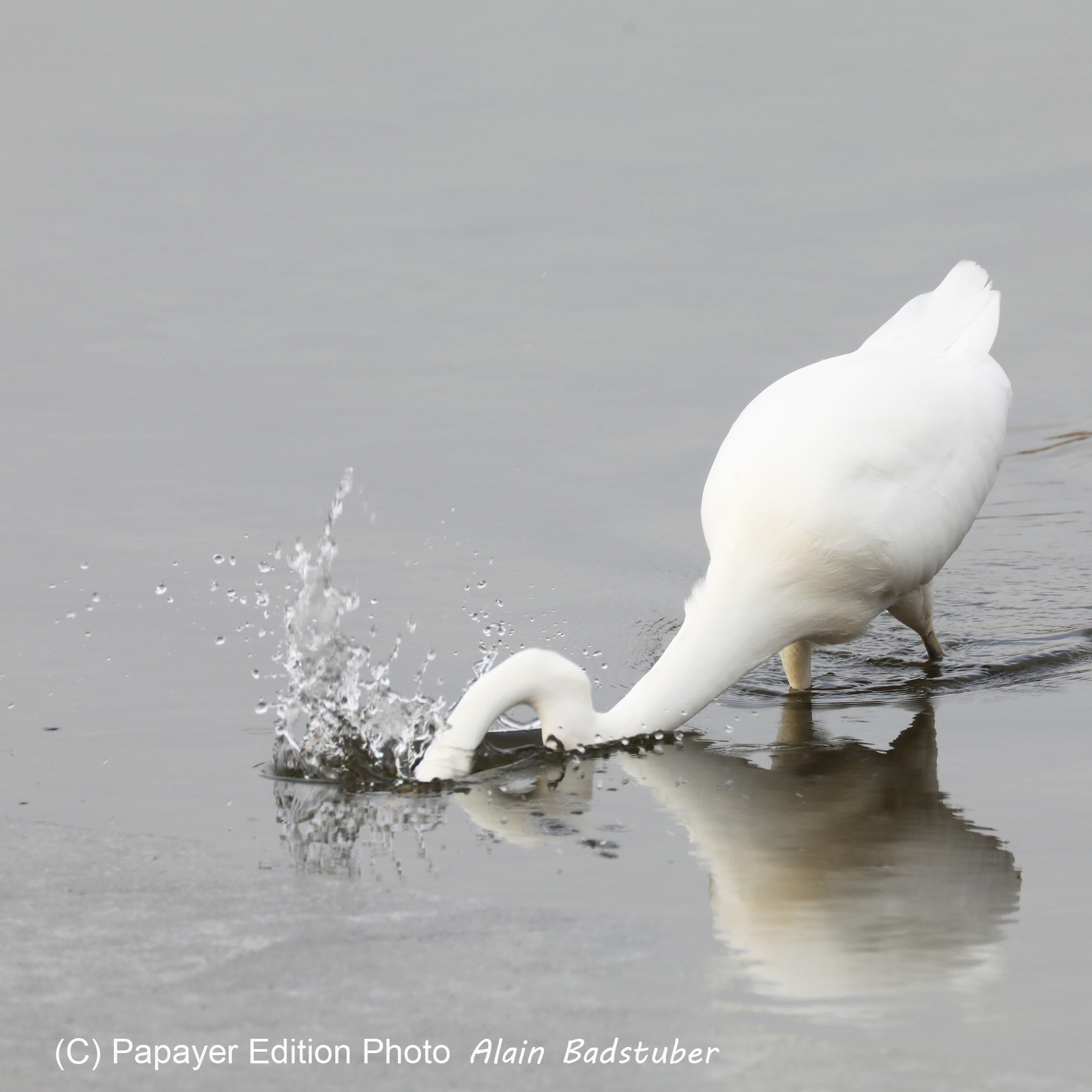 Faune et Flore de Suisse, 2022, Champs-Pittet, Grande Aigrette