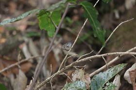 Papillons à Cape Tribulation