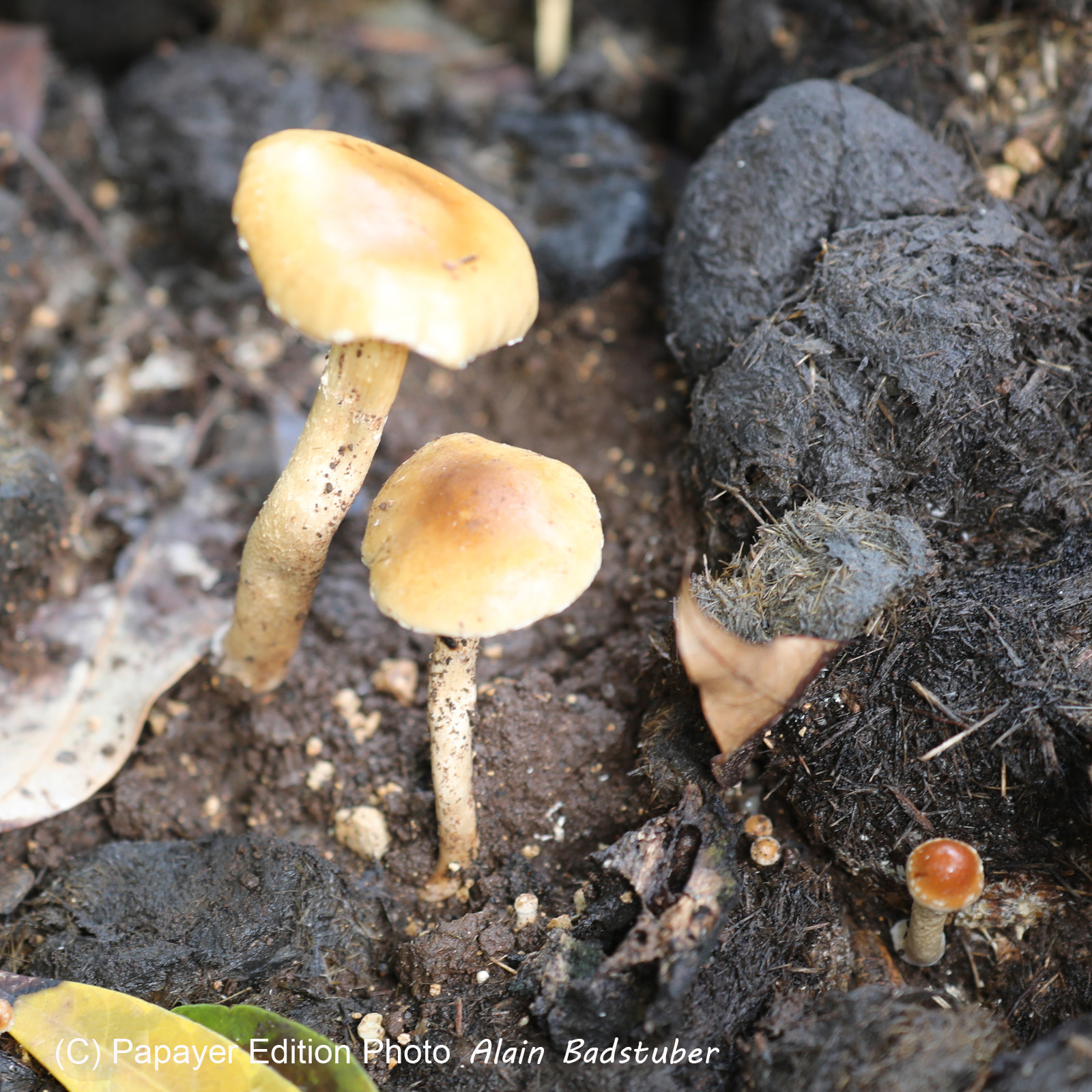 Végétaux et Champignons