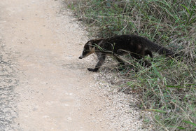 Deuxième séjour à Sarteneja, Bélize, Novembre - Décembre 2021