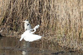 Faune et Flore de Suisse, 2022